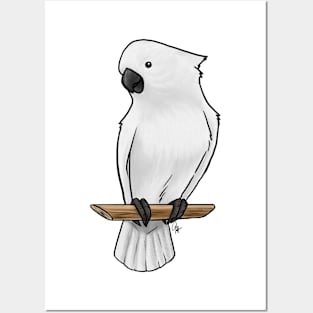 Bird - Umbrella Cockatoo - Crest Down Posters and Art